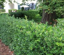 Scherpe Hulst als heg geplant
