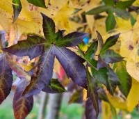 Liquidambar styraciflua 'Palo Alto' - Amberboom 'Palo Alto' - 2