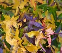 Liquidambar styraciflua 'Palo Alto' - Amberboom 'Palo Alto' - 3