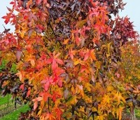 Liquidambar styraciflua 'Palo Alto' - Amberboom 'Palo Alto' - 1