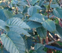 Blad Acer davidii Serpentine