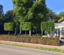 Fagus sylvatica 