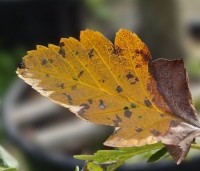 Sorbus intermedia - Lijsterbes - 4
