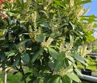 Prunus laurocerasus 'Bonaparte' - haaglaurier met gekleurde uitloop van het jonge blad. - 1