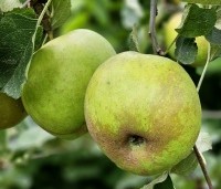 Malus dom. 'Schone van Boskoop' - Malus dom. 'Schone van Boskoop' - 3