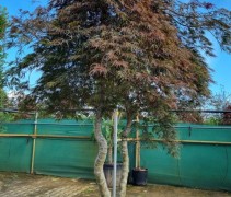 acer palmatum inaba shidare