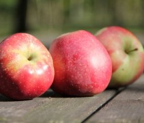 Malus domestica 'Gloster'