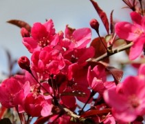 Sierappel 'Profusion', hoogstam bloesem en knoppen