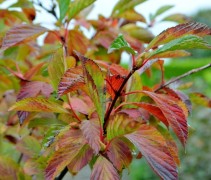 Viburnum farreri herfstblad