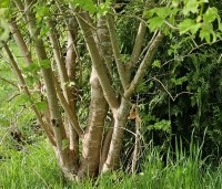 Viburnum opulus - Gelderse Roos - 2