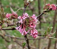 Viburnum x bodnantense 'Dawn' - Winterbloeiende Sneeuwbal 'Dawn' - 1