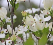 Cornus Florida Cloud Nine