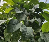 Asimina triloba - Pawpaw - 2