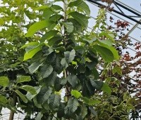 Asimina triloba - Pawpaw - 3