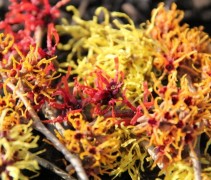 Hamamelis x intermedia 