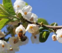 Sneeuwklokjesboom 'Carolina' bloem met bij