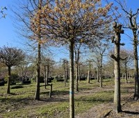 Acer platanoides 'Globosum' - Bol esdoorn 'Globosum' - 1