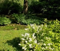 Deutzia scabra - Bruidsbloem scabra - 1