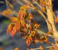 Acer palmatum ‘Bi-hoo’ - Acer palmatum ‘Bi-hoo’ - uitloop blad 7 april