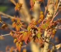 Acer palmatum ‘Bi-hoo’ - Acer palmatum ‘Bi-hoo’ - uitloop blad 7 april