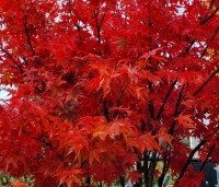 Acer palmatum 'Osakazuki' - Japanse Esdoorn 'Osakazuki' - 1