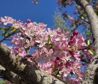 Malus floribunda - Sierappel - 3