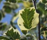 Liriodendron tulipifera 'Snowbird' - Tulpenboom 'Snowbird' - 2