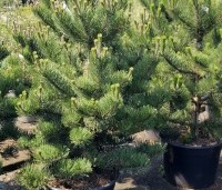 Pinus nigra 'Oregon Green' - Oostenrijkse den 'Oregon Green' - 1