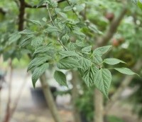 Celtis occidentalis - Westerse netelboom - 3