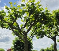 Platanus hispanica - Plataan - vrije dakvorm juni 2026 kwekerij THB in Apeldoorn