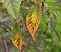 Prunus serrulata 'Kanzan' - Sierkers, kanzan - herfstverkleuring oktober