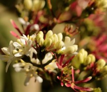 Heptacodium