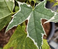 Acer platanoides 'Drummondii' - Gevlekte Noorse Esdoorn - 1