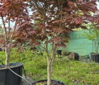 Acer palmatum 'Trompenburg' - Japanse Esdoorn 'Trompenburg' - 3