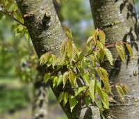 Zelkova serrata - Japanse Zelkova - 2