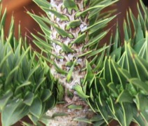 Araucaria slangenden