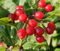 Viburnum opulus - Gelderse Roos - 4