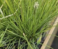 Sesleria autumnalis - Blauwgras - 1