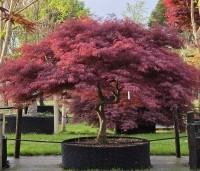 Acer palmatum 'Garnet' - Japanse esdoorn 'Garnet' - 1