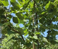 Tilia cordata 'Greenspire' - Winterlinde 'Greenspire' - 1