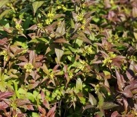 Diervilla splendens - Diervilla - 2