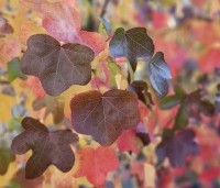 Liquidambar styraciflua 'Rotundiloba - Amberboom 'Rotundiloba' - 3