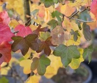 Liquidambar styraciflua 'Rotundiloba - Amberboom 'Rotundiloba' - 5