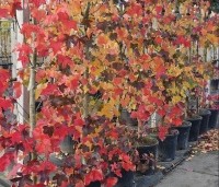 Liquidambar styraciflua 'Rotundiloba - Amberboom 'Rotundiloba' - 2