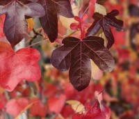 Liquidambar styraciflua 'Rotundiloba - Amberboom 'Rotundiloba' - 4