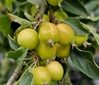 Malus 'Evereste' - Sierappel - 3