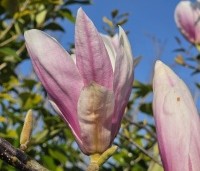 Magnolia soulangeana - Magnolia soulangeana - 1