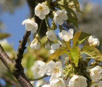 Prunus Avium