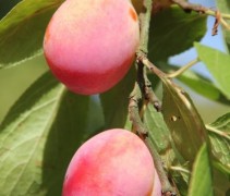 Prunus domestica Reine Victoria