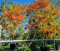 rhus typhina dissecta 